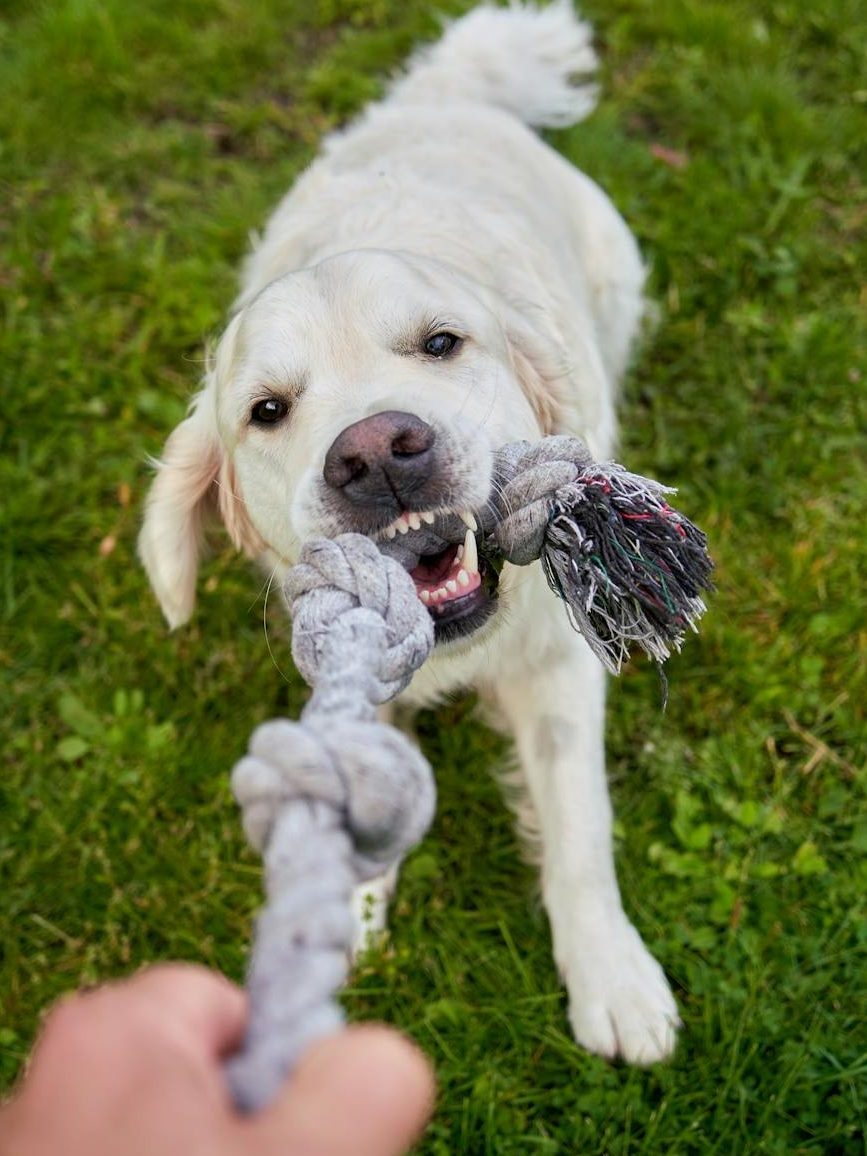 a human is playing tug of war with an eager white golden retriever both fully engaged in the fun game